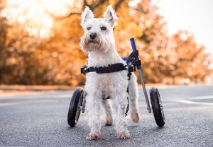 Things to know before buying a wheelchair for your dog